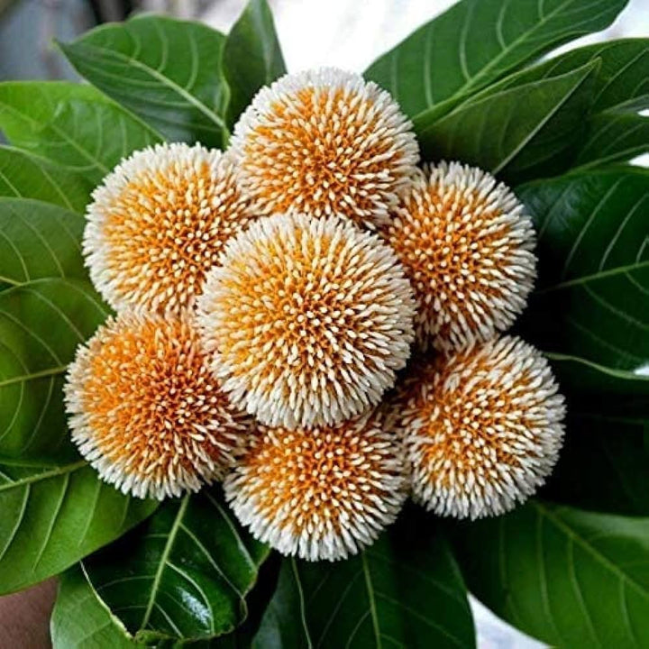 Green Anthocephalus Kadamba Flower Seeds for Planting – Heirloom Non-GMO, High Germination Organic Garden Seeds