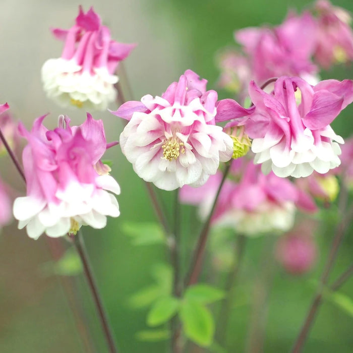 Flower Seeds, Seeds,Seeds For Planting,Plant Seeds
