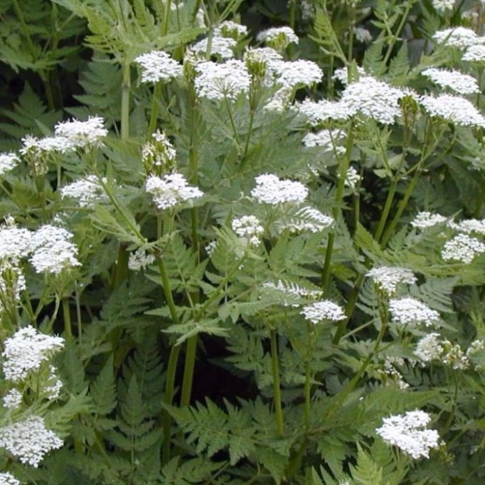 Cicely Flower Seeds for Planting – Heirloom, Non-GMO, High Germination Organic Garden Seeds
