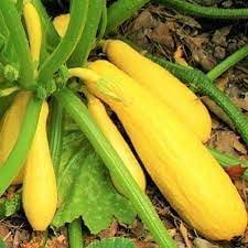 Vegetable Seeds,Garden seeds, Seeds For Planting,Plant Seeds
