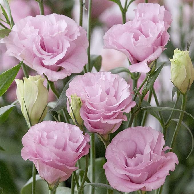 Flower Seeds, Seeds,Seeds For Planting,Plant Seeds