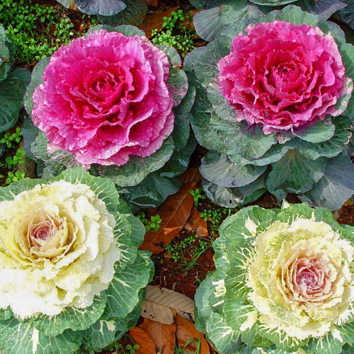 Mixed Color Brassica Oleracea Flower Seeds for Planting – Heirloom, Non-GMO, Drought Tolerant, High Germination