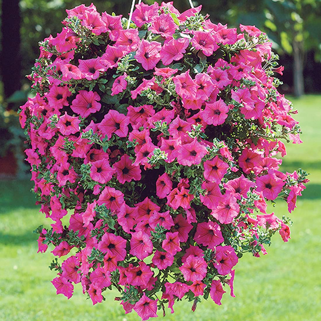 Pink Hanging Petunia Flower Seeds for Planting – Heirloom, Non-GMO, High Germination Organic Garden Seeds, Easy to Grow Bright Blooms