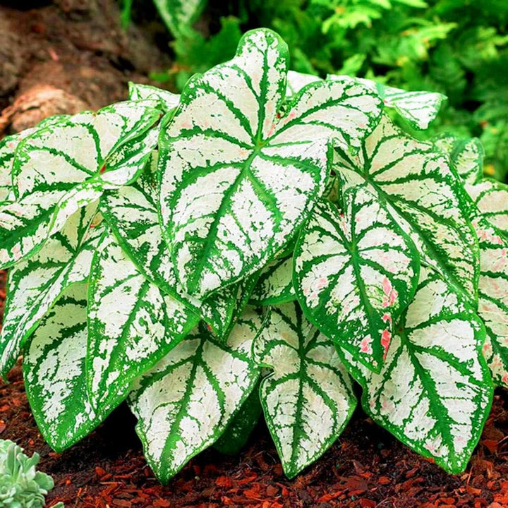 Teal Mix Caladium Flower seeds for Planting - Bright Blooms, Heirloom & GMO Free Seeds | Non-GMO, High Germination