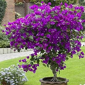 Light Violet Bougainvillea Flower Seeds for Planting – Heirloom, Non-GMO, High Germination Seeds