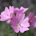 Pink Musk Mallow Flower Seeds for Planting – Heirloom, Non-GMO, Cottage Garden Essential Organic Seeds