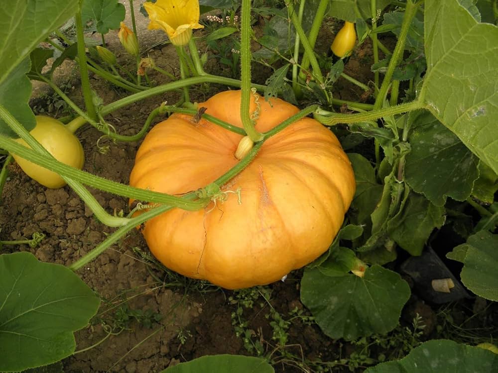 Yellow Jamaican Pumpkin Vegetable Seeds for Planting – Heirloom, Non-GMO Vegetable Seeds