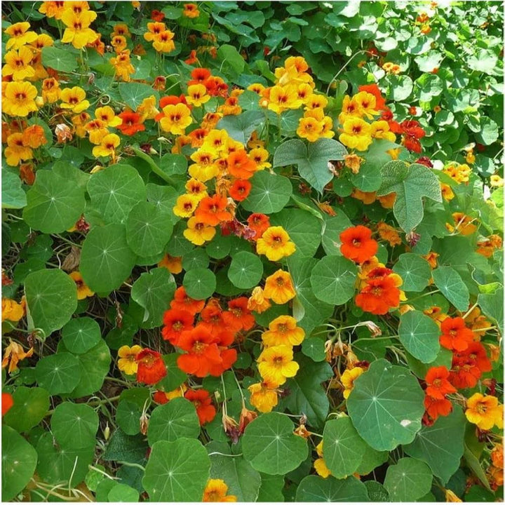 Nasturtium Flower Seeds for Planting – Sun Loving Heirloom Non-GMO High Germination