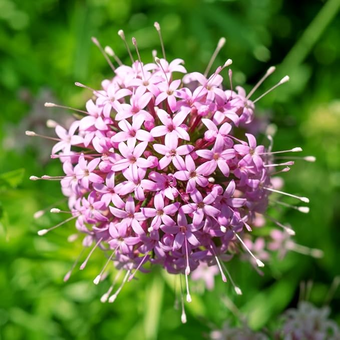 Flower Seeds, Seeds,Seeds For Planting,Plant Seeds