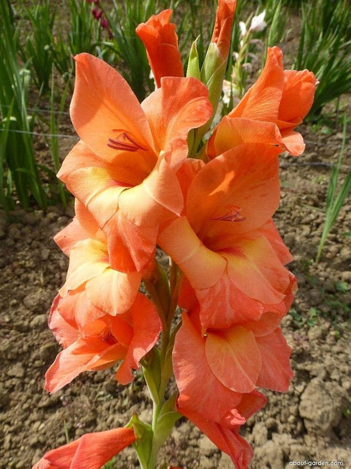 Orange Light Green Gladiolus Flower Seeds for Planting – Heirloom, Non-GMO, High Germination Seeds