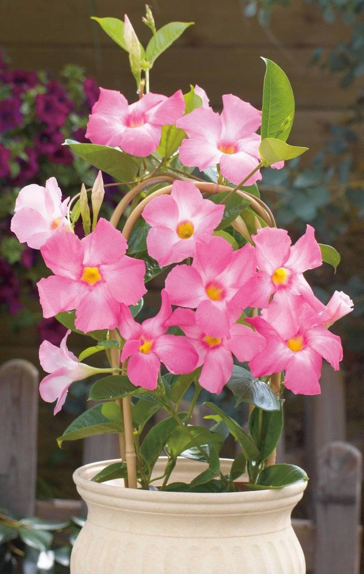 Mandevilla Flower Seeds for Planting Pink Mix – Cut Flower Favorite, Heirloom, Non-GMO, High Germination Organic Garden Seeds