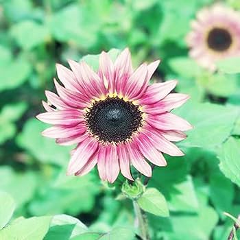 Mix Pink Sunflower Flower Seeds for Planting – Heirloom, Non-GMO, High Germination Organic Garden Seeds