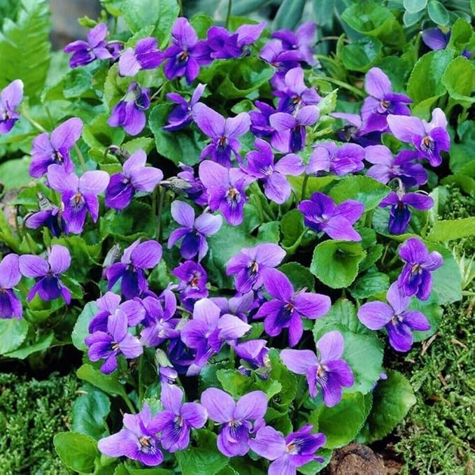 Viola Flower Seeds for Planting – Heirloom, Non-GMO, High Germination, Hardy Organic Garden Seeds
