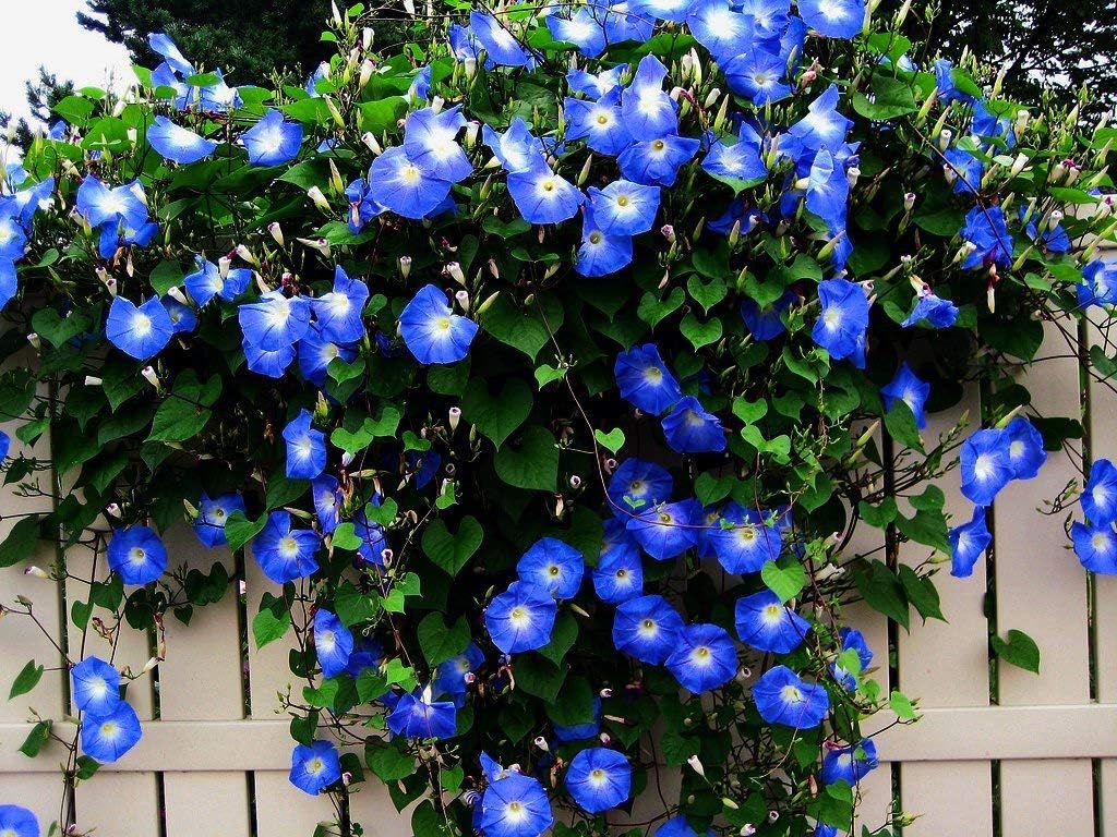 Dark Blue Nasturtium Flower Seeds for Garden – Heirloom, Non-GMO, Easy to Grow, High Germination