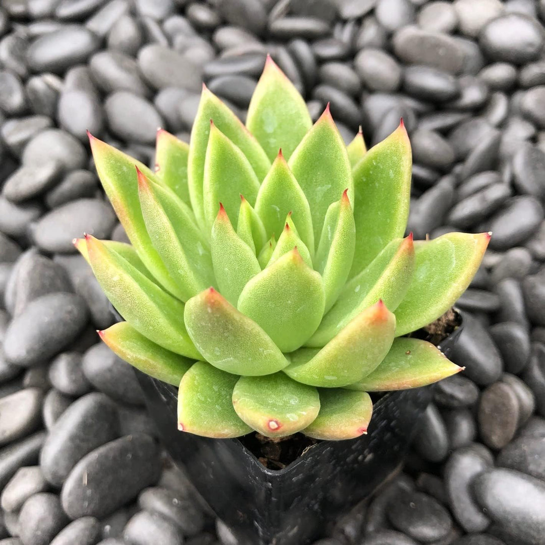 Flower Seeds, Seeds,Seeds For Planting,Plant Seeds