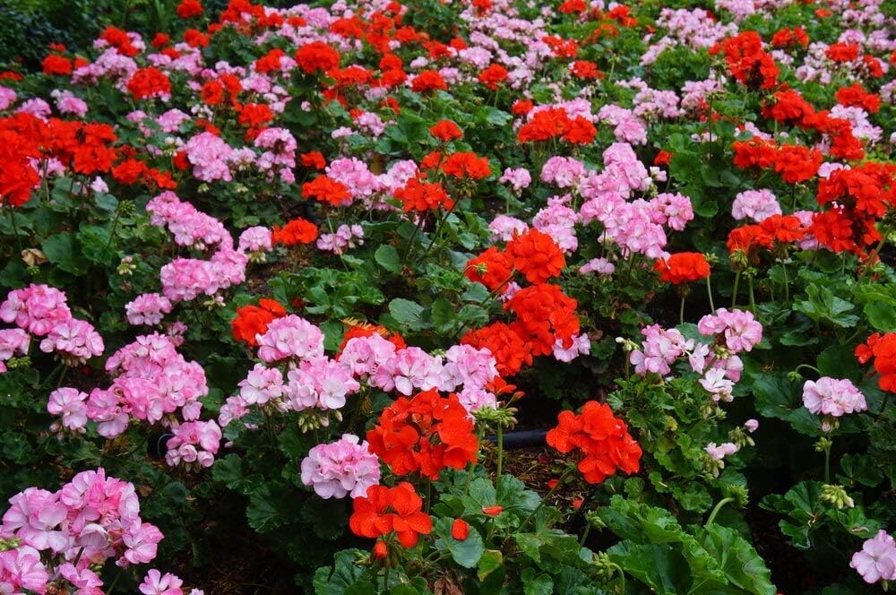 Flower Seeds, Seeds,Seeds For Planting,Plant Seeds