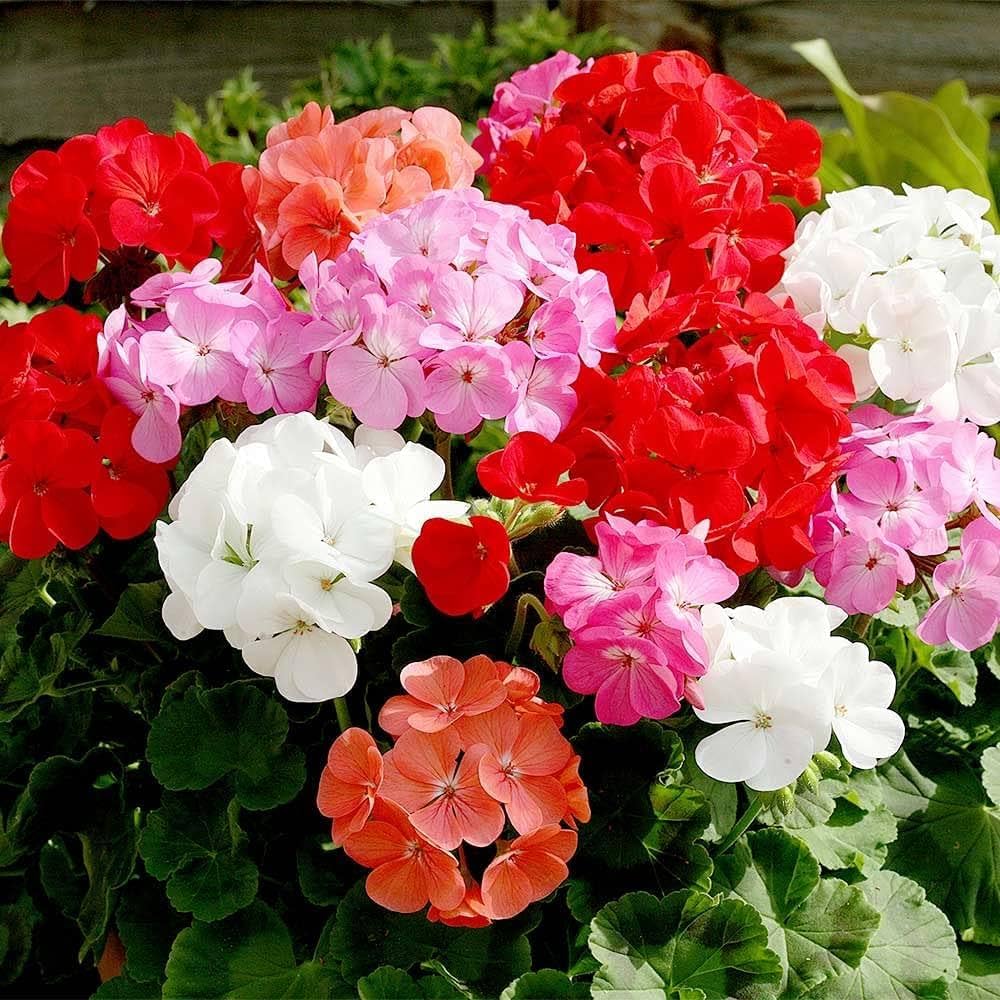Geranium Flower Seeds for Planting Mixed Color – Bright Blooms, Heirloom, Non-GMO, High Germination Organic Garden Seeds