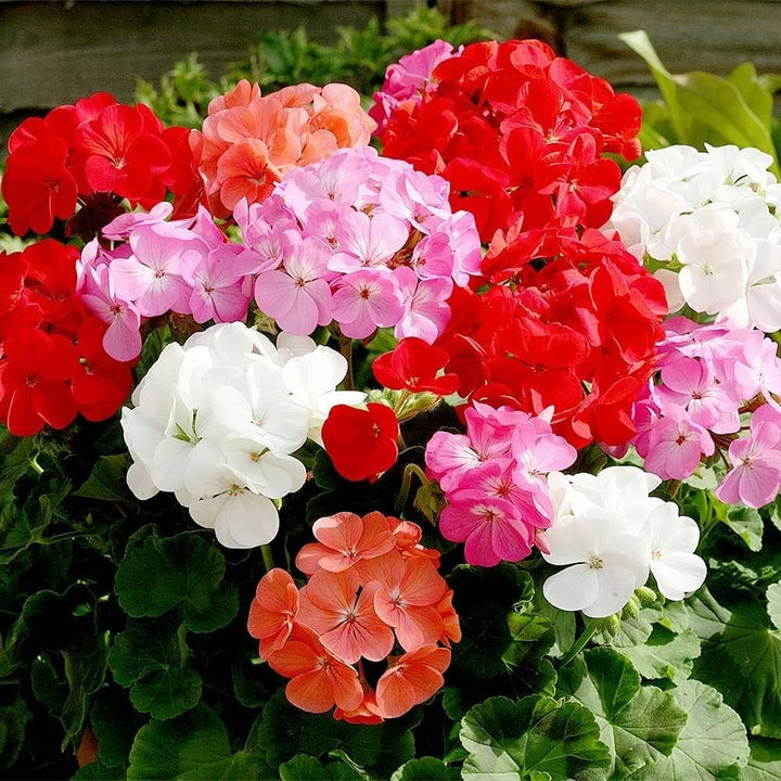 Pelargonium Flower Seeds for Planting Mixed Colors – Wildflower Mix, Heirloom, Non-GMO, High Germination Organic Garden Seeds