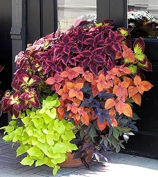 Hosta Coleus Flower Seeds for Planting | Heirloom Non-GMO Organic Garden Seeds