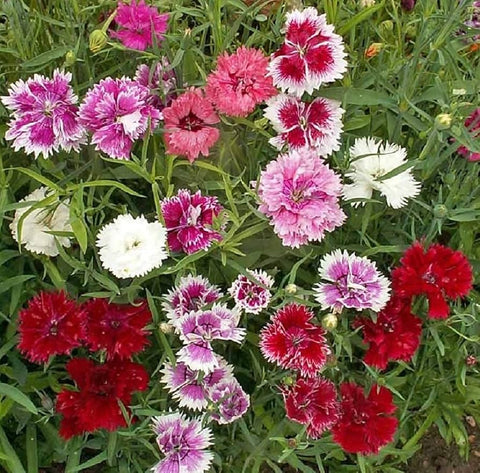 Flower Seeds, Seeds,Seeds For Planting,Plant Seeds