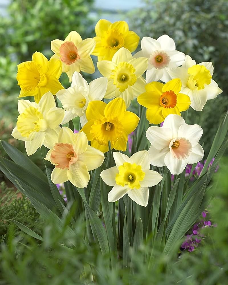 Mixed Daffodil Flower Seeds for Planting – Heirloom, Non-GMO, High Germination Organic Garden Seeds