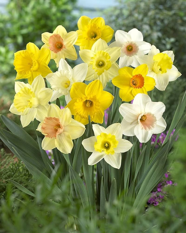 Mixed Daffodil Flower Seeds for Planting – Heirloom, Non-GMO, High Germination Organic Garden Seeds