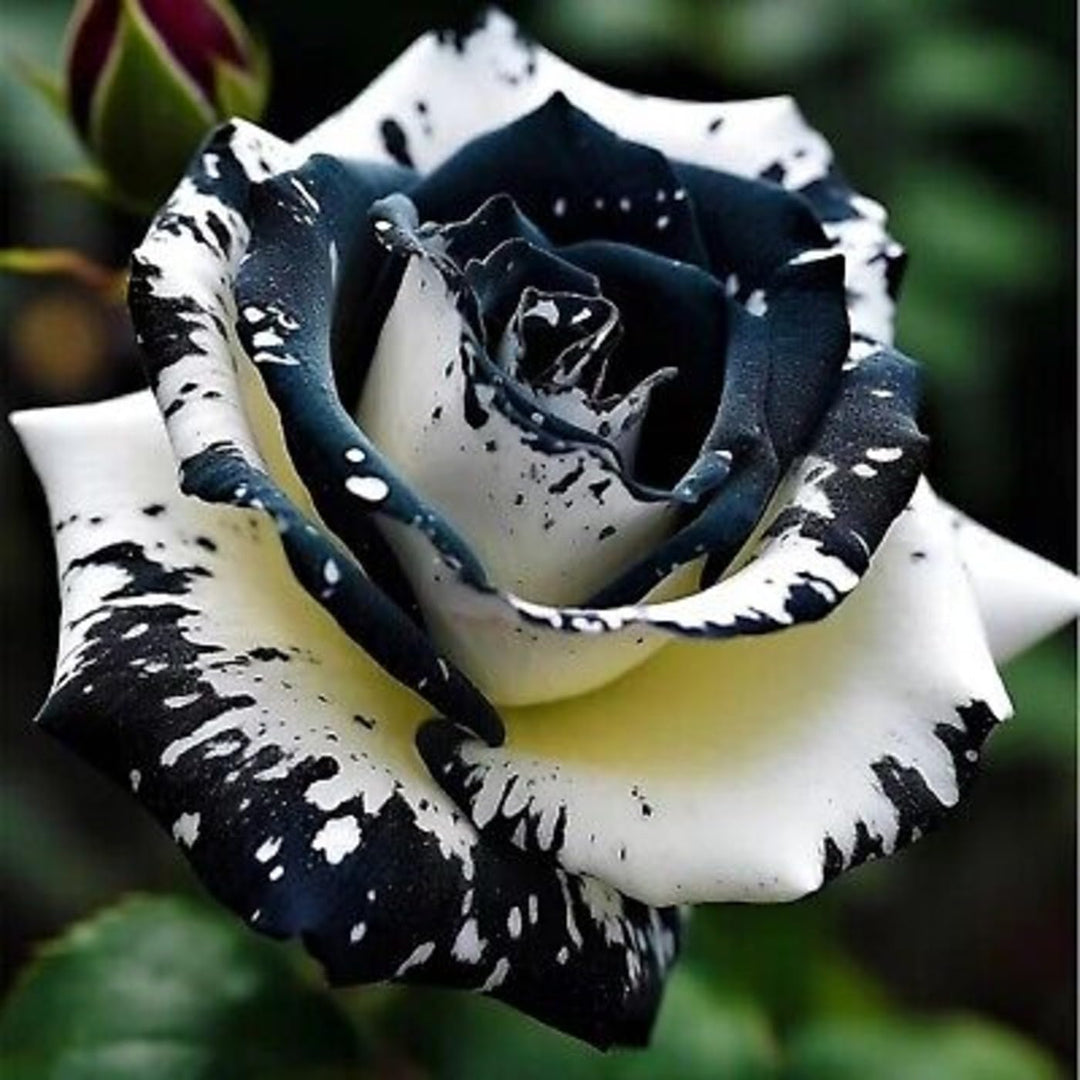 White Black Rose Flower Seeds for Planting – Heirloom Non-GMO High Germination Organic Garden Seeds