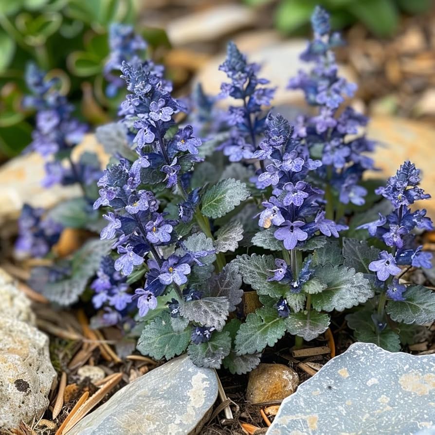 Flower Seeds, Seeds,Seeds For Planting,Plant Seeds