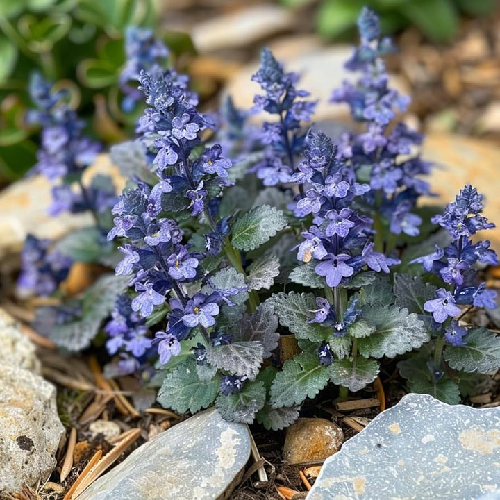 Flower Seeds, Seeds,Seeds For Planting,Plant Seeds