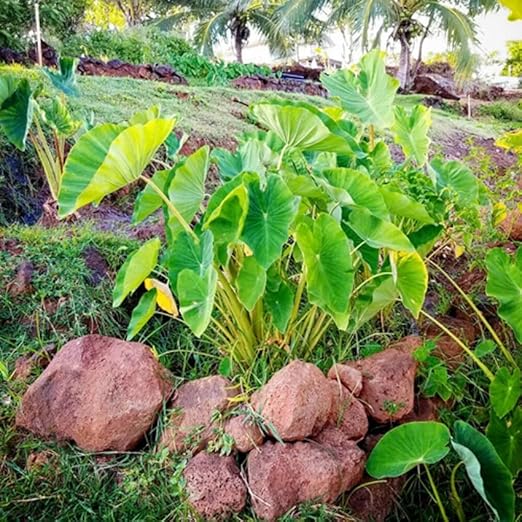 Colocasia Flower Seeds for Planting – Low Maintenance Heirloom Non-GMO High Germination Organic Garden Seeds