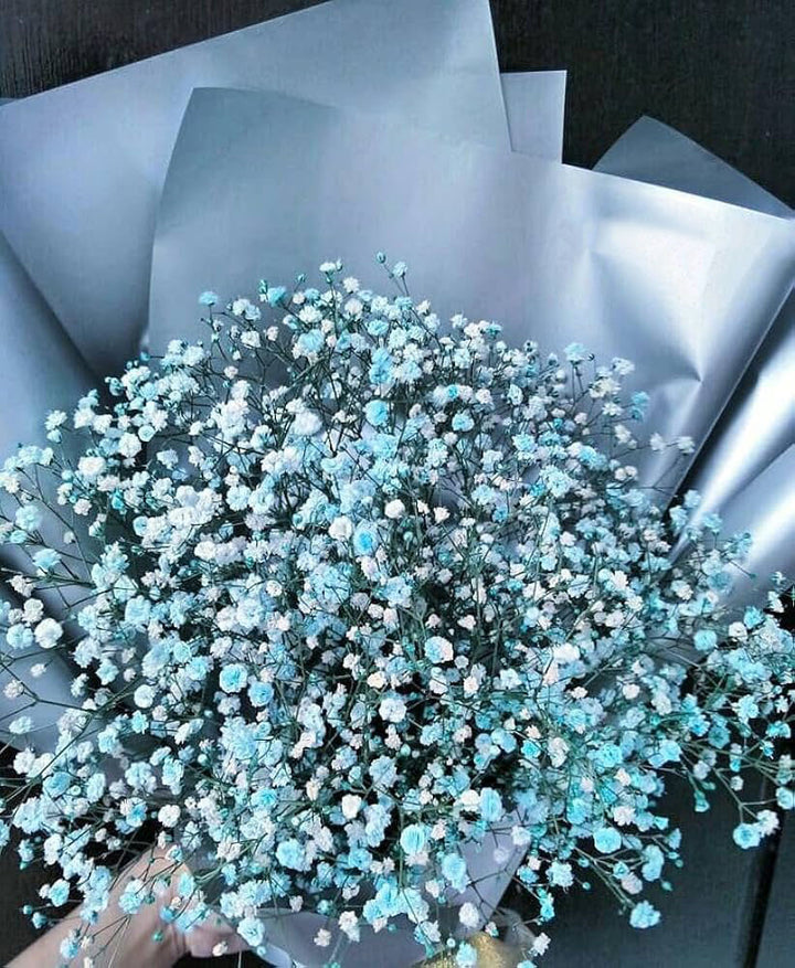 Gypsophila Flower Seeds for Planting Sky Blue – Vibrant Colors, Heirloom, Non-GMO, High Germination Organic Garden Seeds