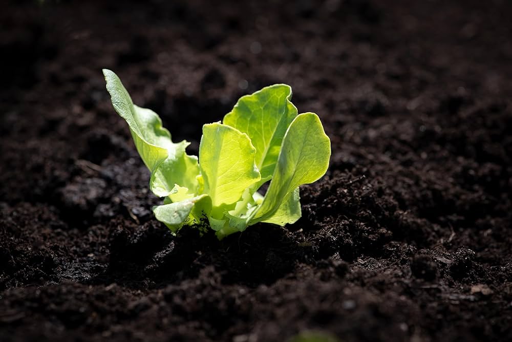 Salad Bowl Lettuce Seeds for Planting – Heirloom, Non-GMO, Tender Leafy Green – High Germination