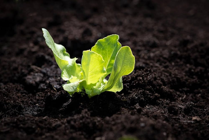 Salad Bowl Lettuce Seeds for Planting – Heirloom, Non-GMO, Tender Leafy Green – High Germination