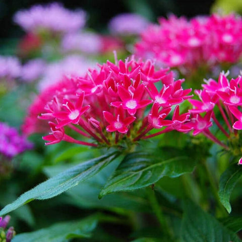 Flower Seeds, Seeds,Seeds For Planting,Plant Seeds