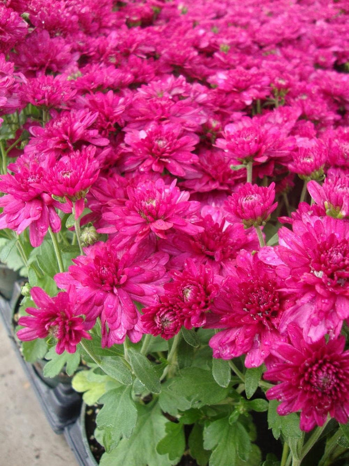 Flower Seeds, Seeds,Seeds For Planting,Plant Seeds