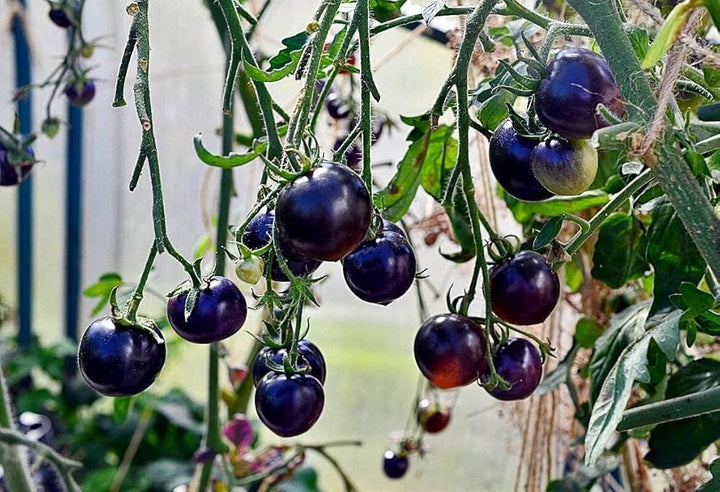 Blue Indigo Rose Tomato Vegetable Seeds for Planting – Heirloom & Non-GMO Seeds, Antioxidant-Rich Tomatoes