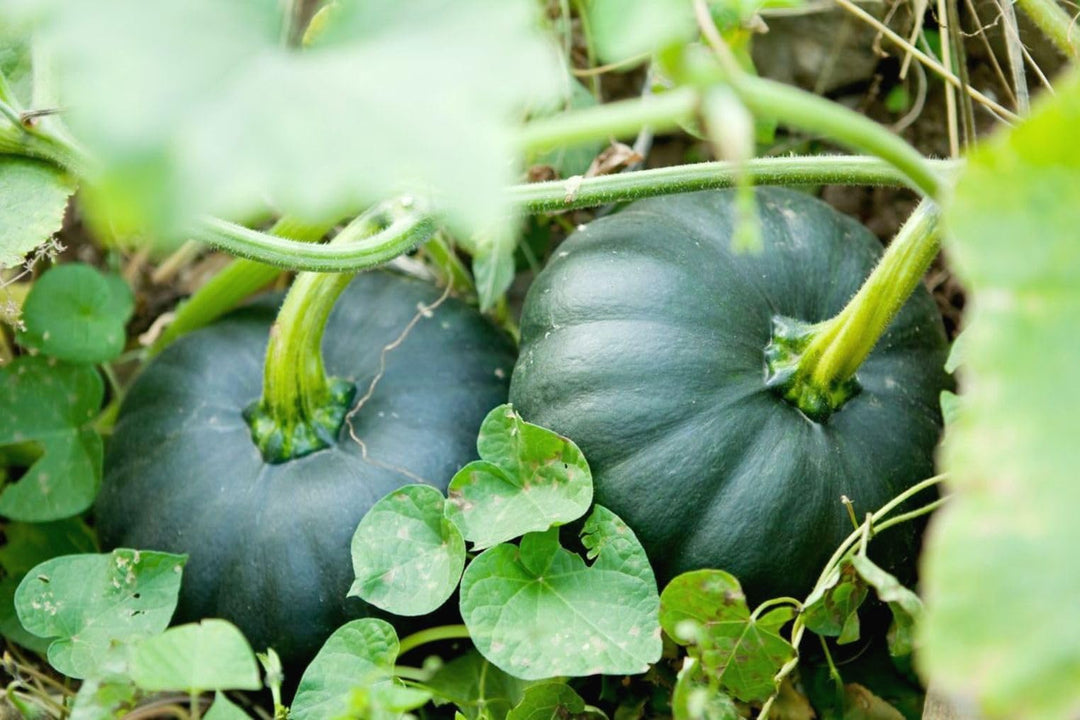 Black Pumpkin Vegetable Seeds for Planting – Heirloom & Non-GMO Garden Seeds for Edible & Ornamental Use