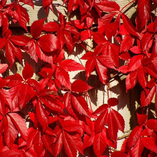 Parthenocissus Flower Seeds for Planting – Pollinator Friendly, Heirloom, Non-GMO, High Germination Organic Garden Seeds
