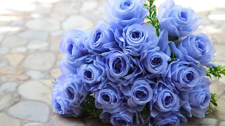 Sky Blue Grey Rose Flower Seeds for Planting – Heirloom, Non-GMO, Fragrant Blossoms, High Germination