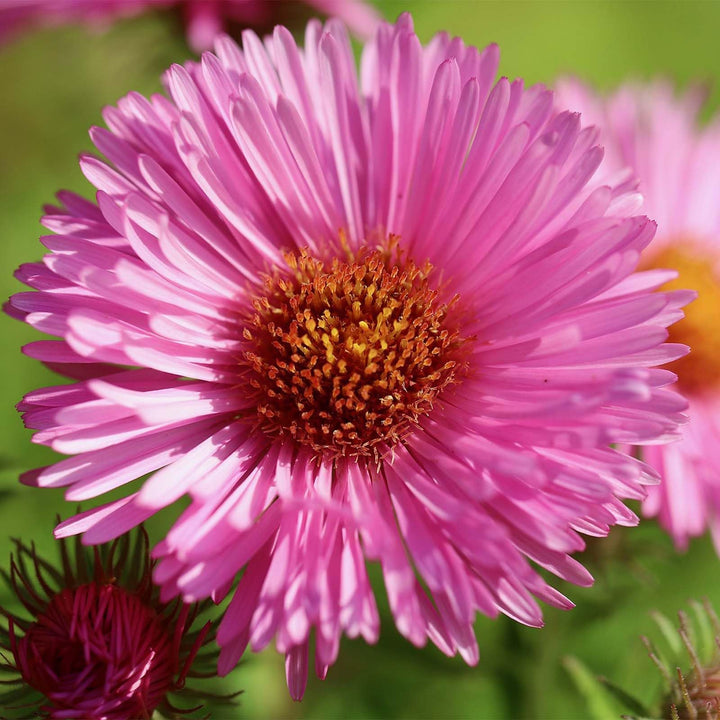 Aster Flower Seeds for Planting, Dark Pink – Heirloom, Non-GMO, High Germination Organic Garden Seeds