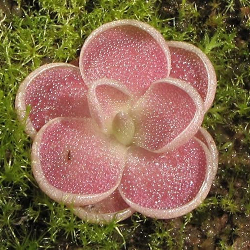 Mexican Butterwort Carnivorous Flower Seeds – Hardy Heirloom Non-GMO Planting