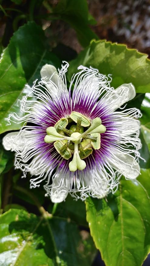 Green Purple Hoya Carnosa Flower Seeds for Planting – Heirloom, Non-GMO, High Germination Garden Seeds
