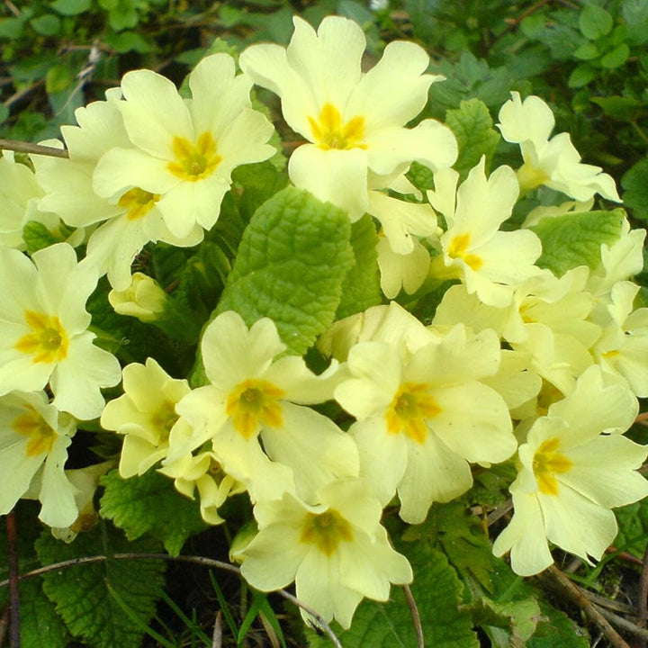 Flower Seeds, Seeds,Seeds For Planting,Plant Seeds