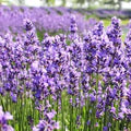 Lavender Fragrant Flower Seeds for Planting – Heirloom, Non-GMO, High Germination Organic Garden Seeds