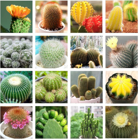 Flower Seeds, Seeds,Seeds For Planting,Plant Seeds