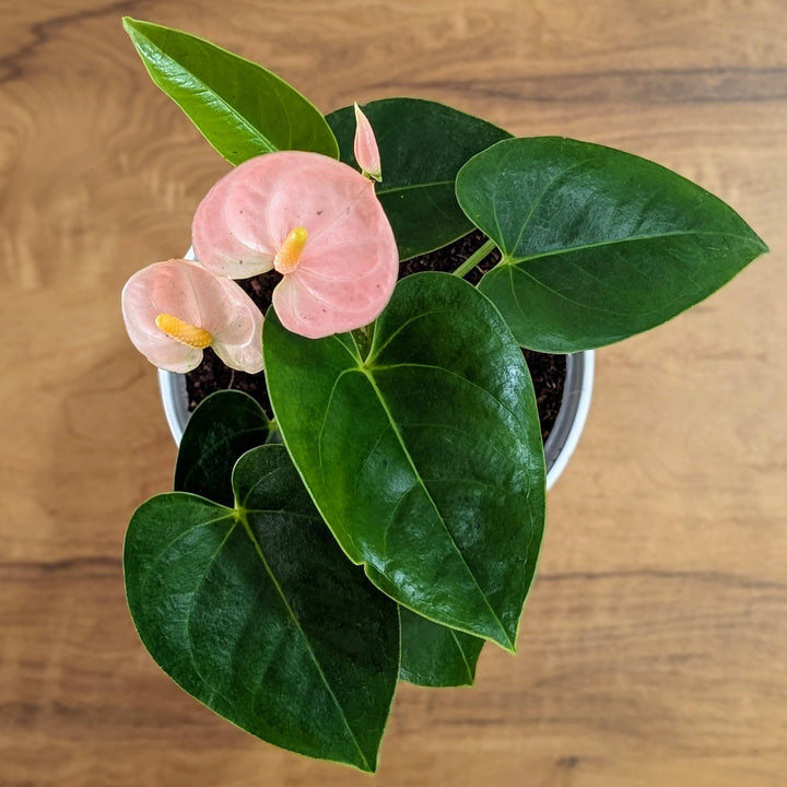 Peach Anthurium Flower seeds for Planting – Cottage Garden Essential, Heirloom &amp; Non-GMO Seeds