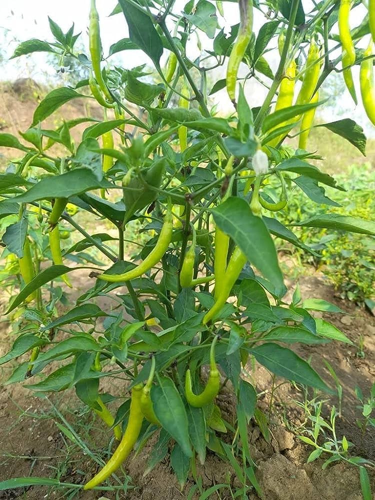 Green Chili Seeds for Planting – Heirloom & Non-GMO Vegetable Seeds for Spicy Culinary Gardens