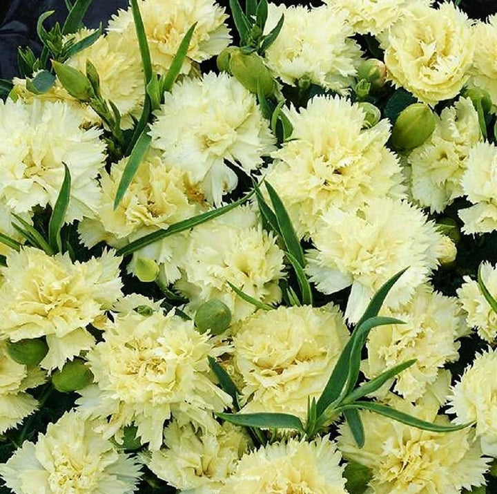 Flower Seeds, Seeds,Seeds For Planting,Plant Seeds