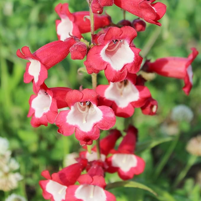 Flower Seeds, Seeds,Seeds For Planting,Plant Seeds
