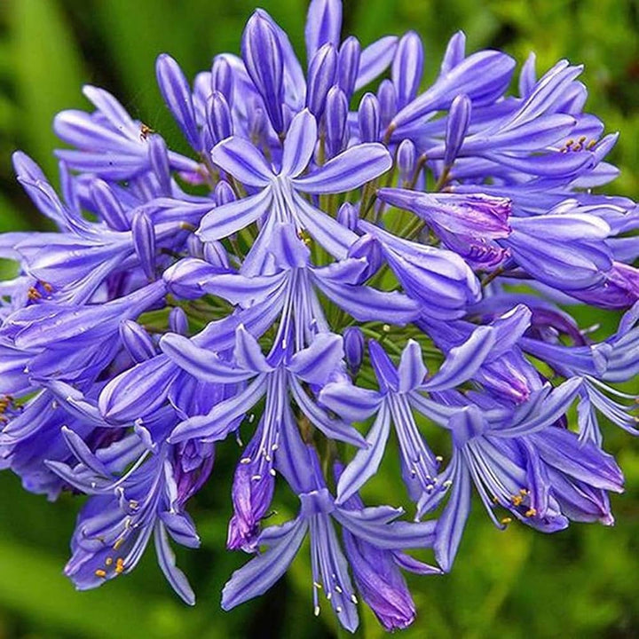 Blue Nile Agapanthus Flower Seeds for Planting – Heirloom, Non-GMO Wildflower Mix, High Germination
